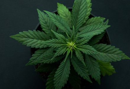 Carefirst bluecross blueshield medical marijuana coverage drug test centene